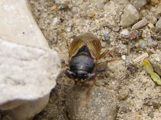 Eysarcoris ventralis e Geocoris cfr. pallidipennis